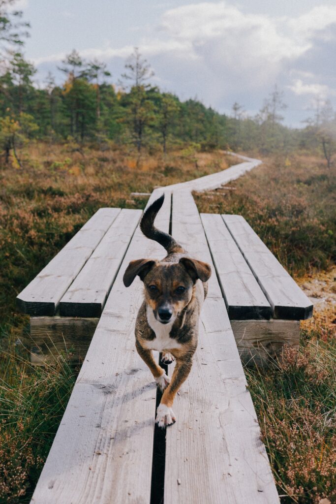 Sund hund på gåtur udendørs — Celtic Connection kornfri hundefoder